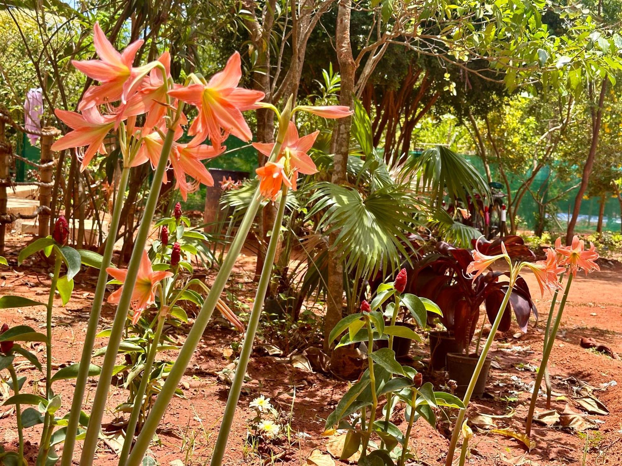 Lotus Garden Guest House Auroville Exterior foto